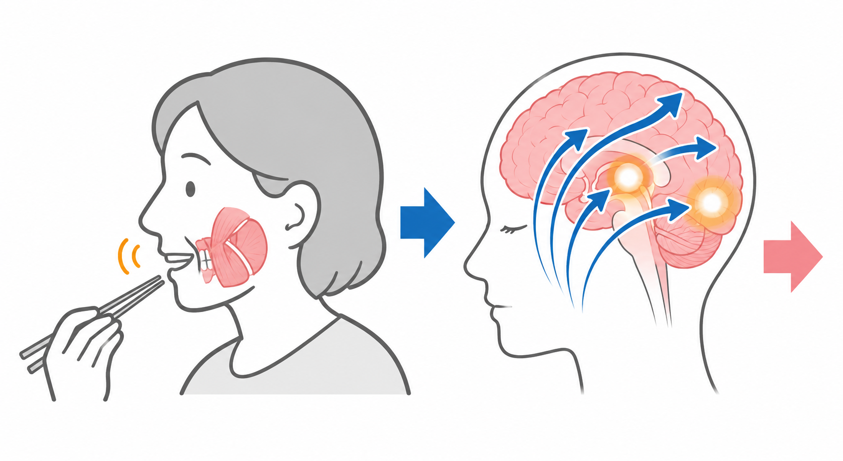 かみ合わせと認知症の関係｜歯を失うと認知症リスクは高まるのか